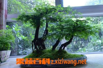 果蔬百科水杉盆景怎么养