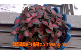 红网纹草怎么养