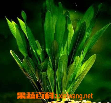 果蔬百科盆栽皇冠草怎么养