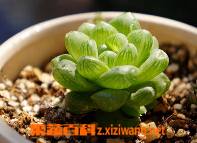 果蔬百科姬玉露怎么养 姬玉露图片
