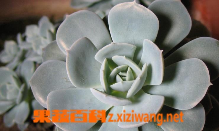 果蔬百科宝石花怎么养 宝石花图片