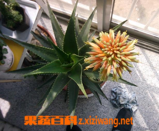 果蔬百科芦荟开花好不好
