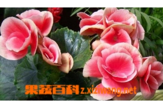 四季秋海棠的种植方法