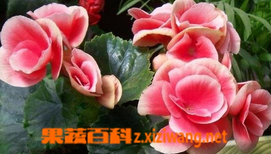 果蔬百科四季秋海棠的种植方法