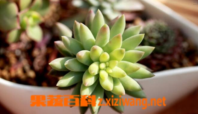 果蔬百科多肉植物千佛手怎么养