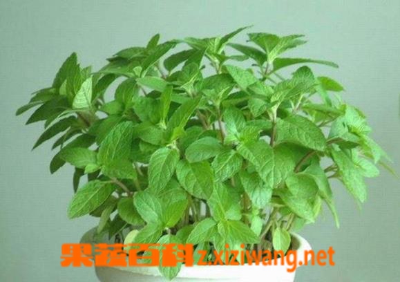 果蔬百科美国薄荷的种植方法