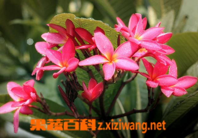 果蔬百科百日红图片 百日红怎么种