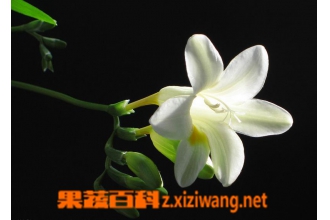 小苍兰图片 小苍兰种植技巧方法