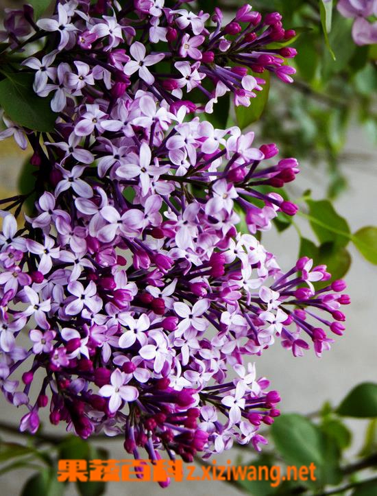 果蔬百科丁香叶子发黄怎么办