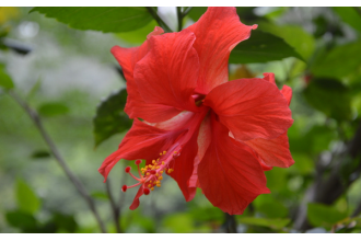 扶桑花为什么会掉花 扶桑花掉花怎么办