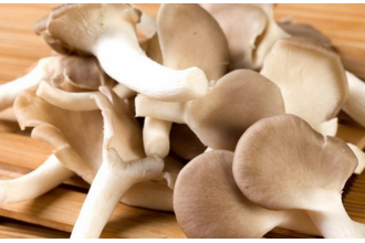 秀珍菇的营养价值