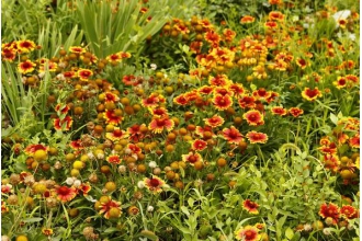 太阳花的功效与作用 太阳花的药用价值