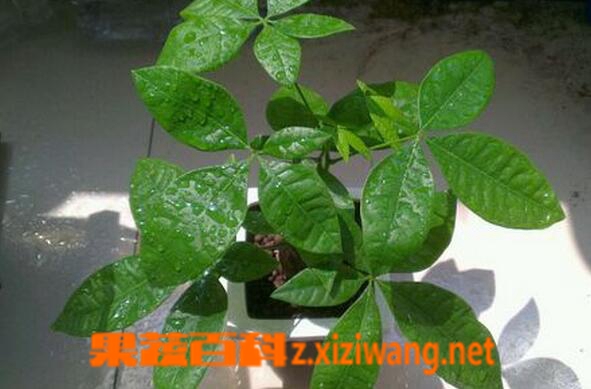 果蔬百科常见的喜阴植物有哪些