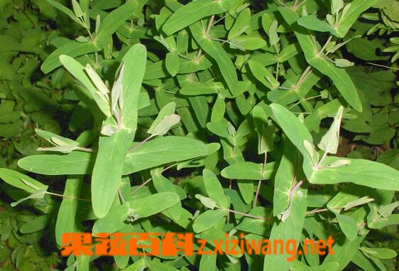 果蔬百科元宝草的功效与作用