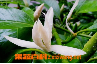 白兰花的药用价值与功效