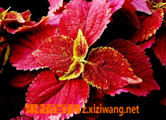 果蔬百科雁来红的药用价值与功效