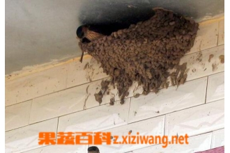 中药燕窠土的功效与作用