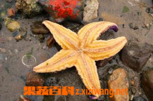 果蔬百科海星的功效与作用