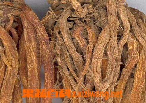 果蔬百科龙胆草的药用价值与功效