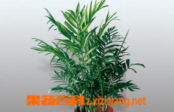 果蔬百科凤尾竹的养殖方法与注意事项