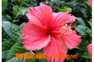 扶桑花的功效与作用 扶桑花能治哪些疾病