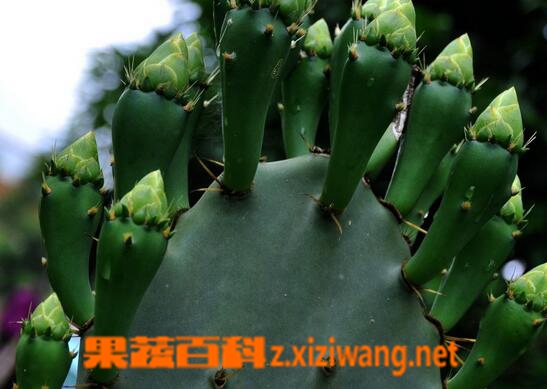 果蔬百科仙人掌的保健功效与作用