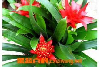 凤梨花如何养殖 凤梨花的养殖方法技巧