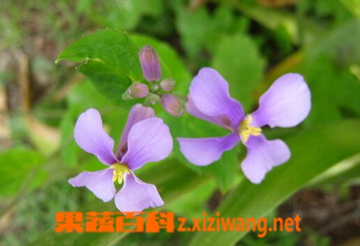 果蔬百科小兰花的药用价值与功效
