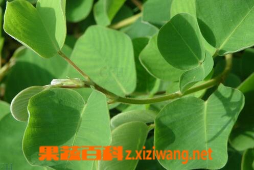果蔬百科金钱草泡水喝的功效与作用