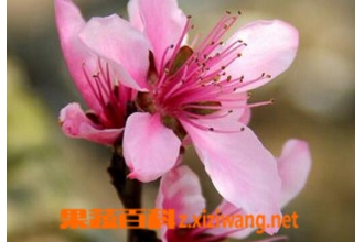 阳桃花的功效与作用 阳桃花的药用价值
