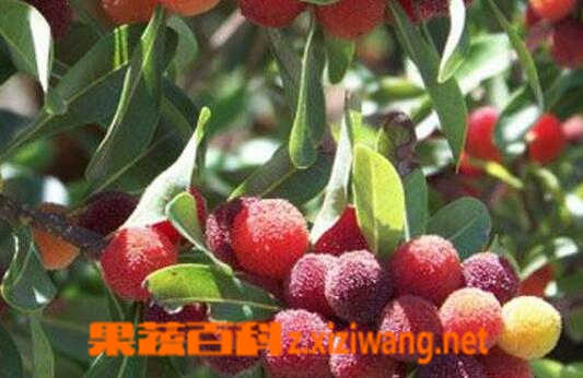 果蔬百科矮杨梅的功效与作用