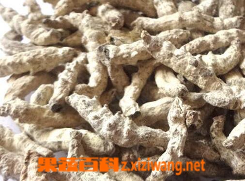 果蔬百科白僵蚕的功效与用法