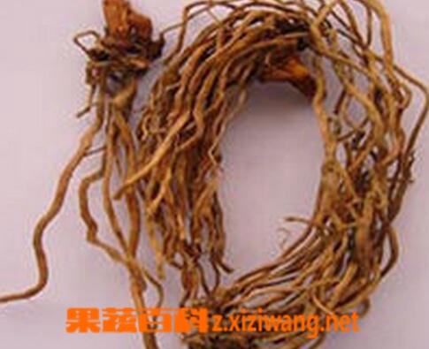 果蔬百科百尾笋的功效与用法