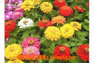 百日草的养殖方法 养殖百日草注意事项
