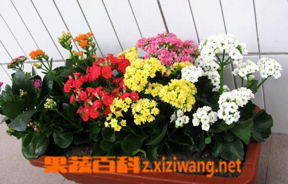 果蔬百科长寿花的叶子发黄怎么办