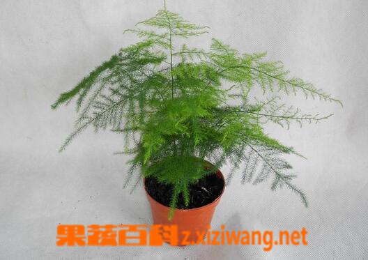 果蔬百科文竹叶子发黄怎么办