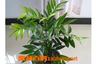 竹柏的养殖方法 养殖竹柏的注意事项