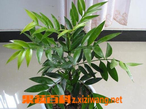 果蔬百科竹柏的养殖方法