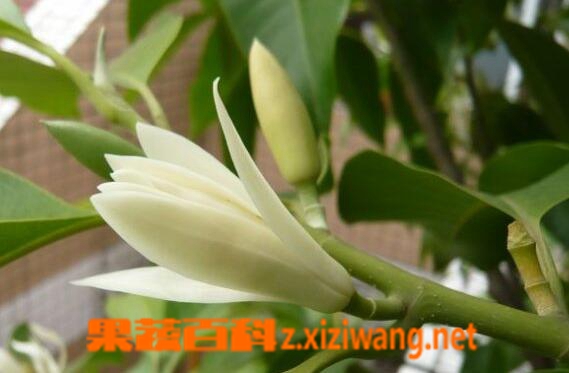 果蔬百科黄桷兰的养殖方法与注意事项