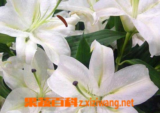 果蔬百科百合花叶子发黄怎么办