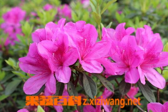 果蔬百科杜鹃花死亡的原因与预防方法