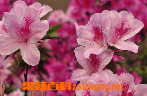 果蔬百科杜鹃花的作用有哪些
