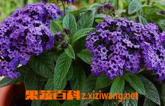 果蔬百科香水草的养殖方法与注意事项