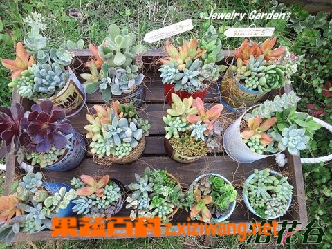 果蔬百科多肉植物的养殖方法(新手入门)