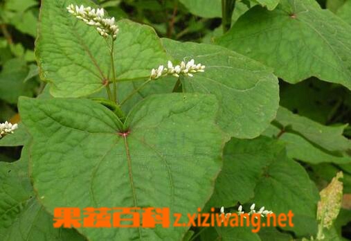 果蔬百科金荞麦的药用价值与具体用法