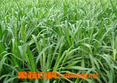 果蔬百科朱砂草的功效与作用