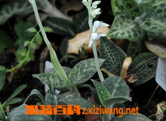 果蔬百科千灵丹的功效与作用