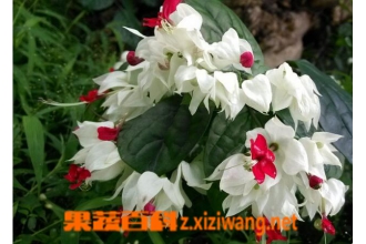 龙吐珠如何养殖 龙吐珠的养护要点