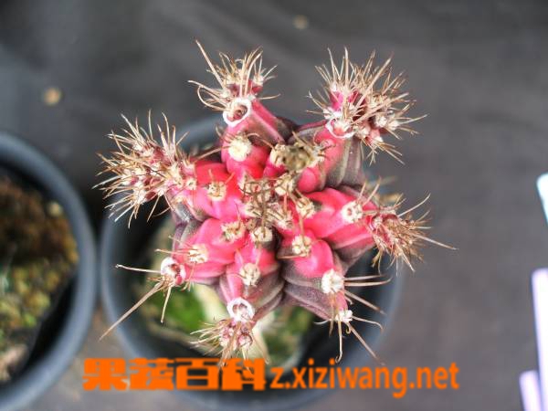 果蔬百科多肉植物绯牡丹