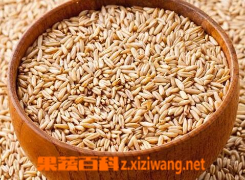 果蔬百科燕麦的功效与作用